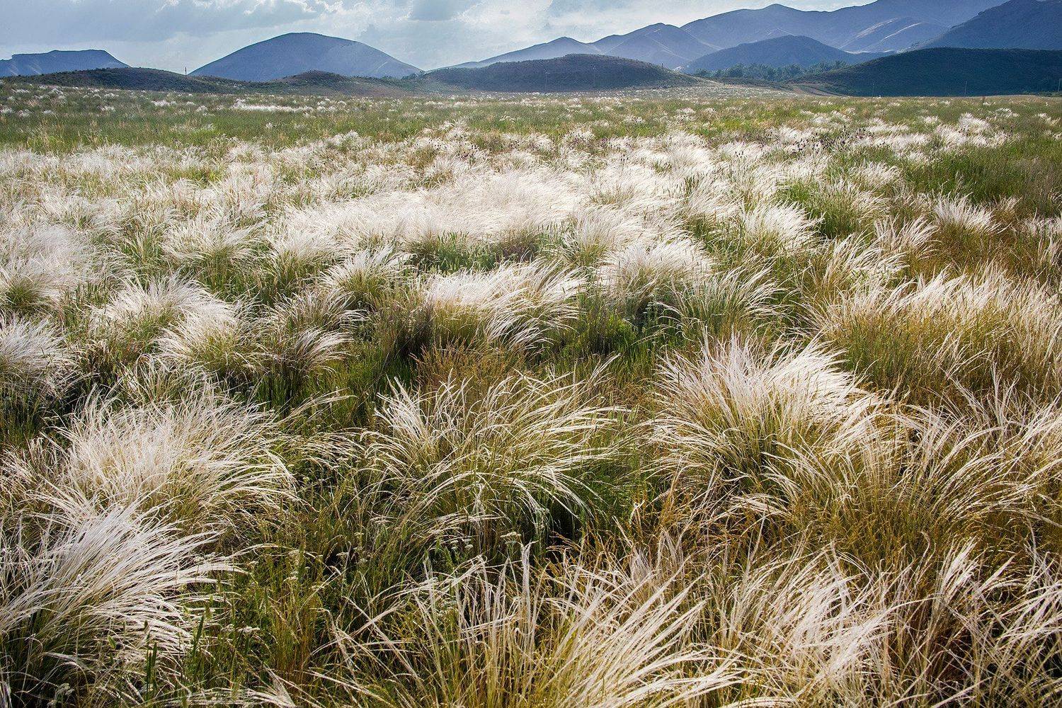 Ковыль. Автор: Качурин Алексей южный урал,оренбургская область, орск, новотроицк,, Качурин Алексей