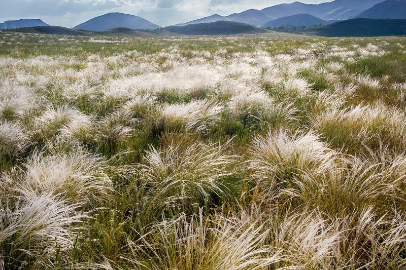 южный урал,оренбургская область, орск, новотроицк, Ковыль фото превью