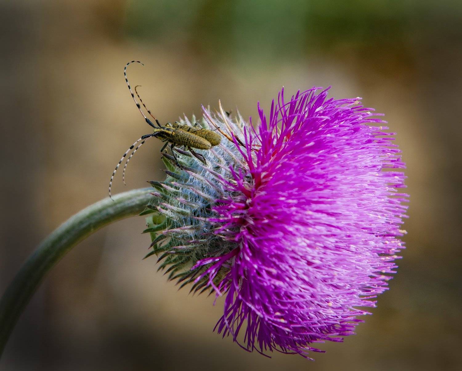 , петр чиков