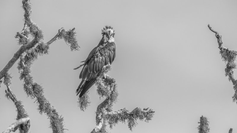 Lord of the fortressphoto preview