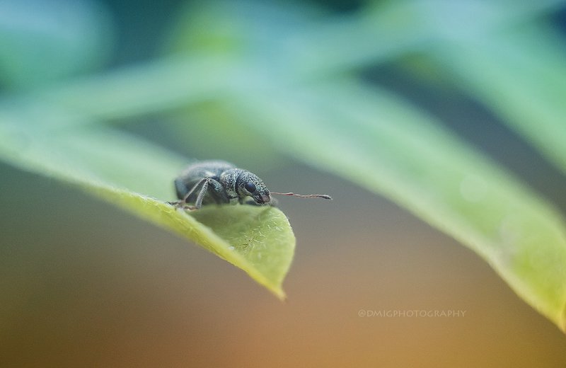 макро, весна ***photo preview