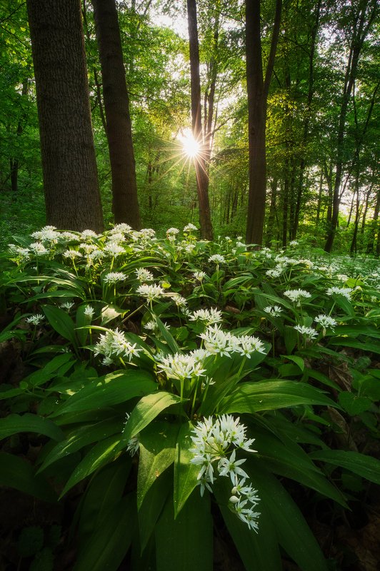 wild garlic, plants, sunstar, forest, spring, trees, czech republic, nature, landscape Power of Naturephoto preview