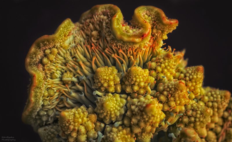макро, природа, капуста, овощи, романеско, macro, nature, cabbage, vegetables, romanesco, Фантазии на тему капусты Романеско photo preview