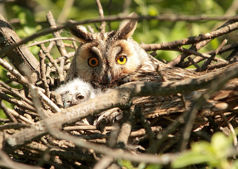животные птицы весна ушастая сова совенок Ушастая с совенкомphoto preview