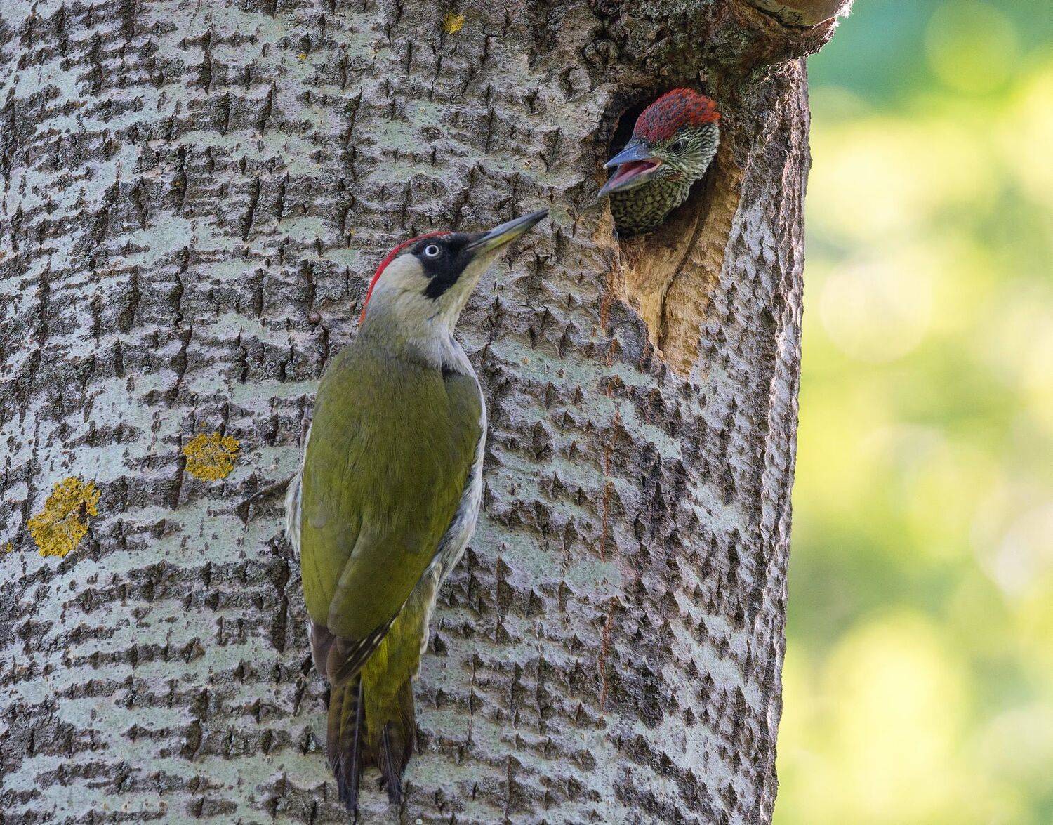 Мааамааанька, есть Хочу!. Автор: Руслан Сигушин птица птенцы зелёный дятел, Руслан Сигушин