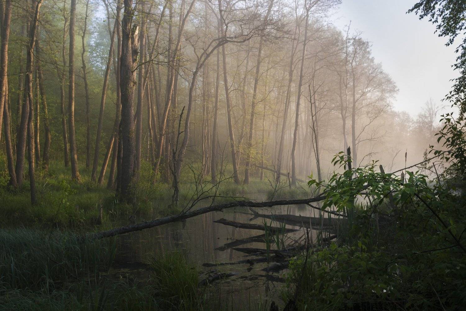 Утро на р. Истра. Автор: Александр Кыров туман, московская область, утро, природа, пейзаж, Александр Кыров
