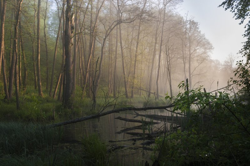 туман, московская область, утро, природа, пейзаж Утро на р. Истраphoto preview