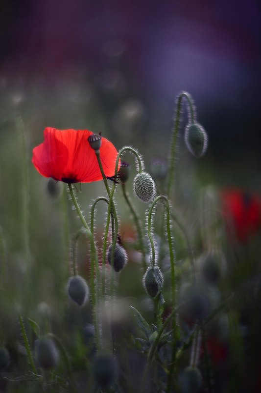 маки лето вечер Про маки.photo preview