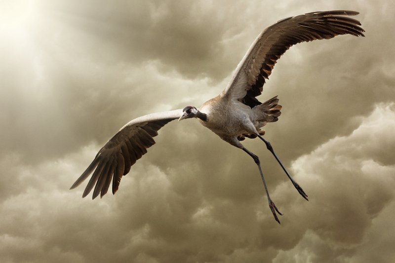 Żuraw, ptak, Птак, краны Żurawphoto preview