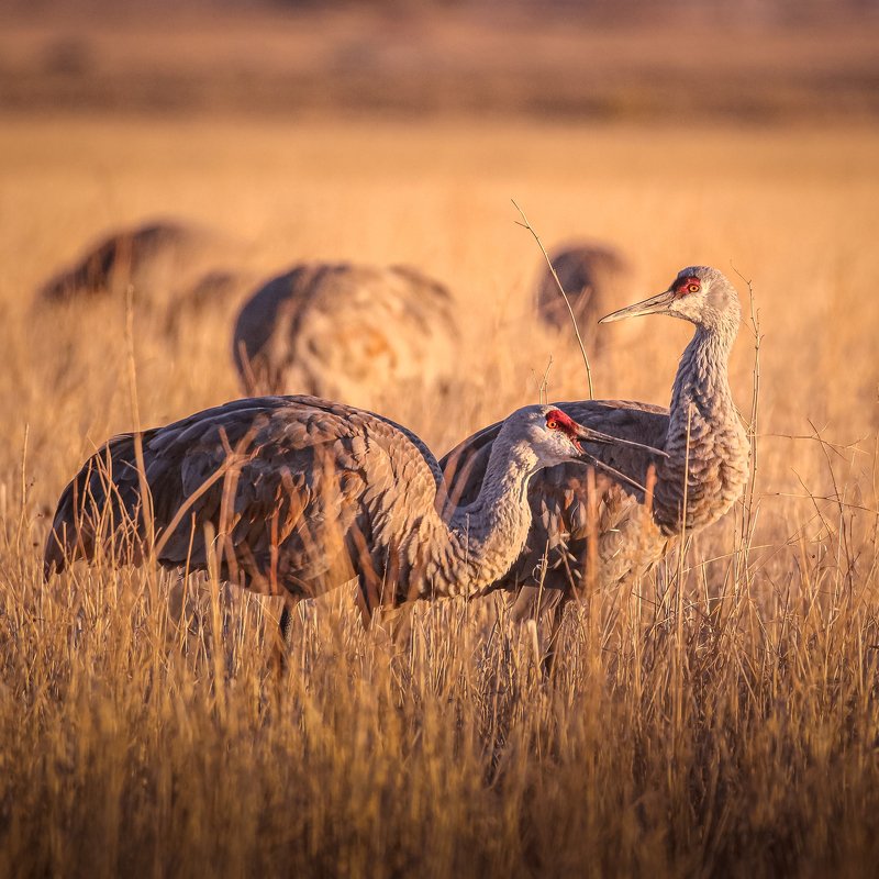 Sandhill cranes фото превью