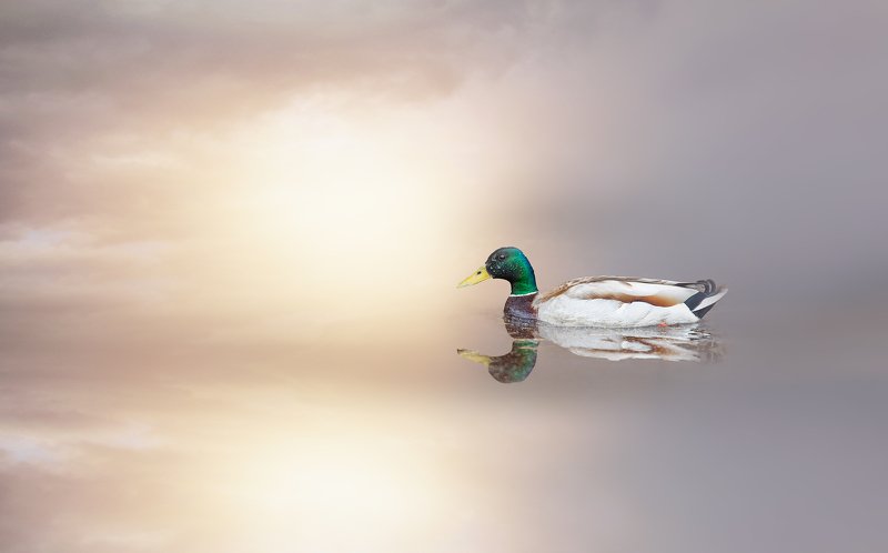 озеро Имандра,Кольский полуостров,Мурманская область. утка селезень В утреннем свете...photo preview
