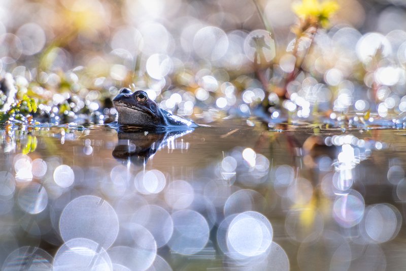 macro, bokeh, vintage lens, nature, frog, fauna Frogphoto preview