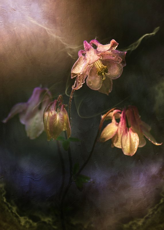 aquilegiavulgaris, macro Aquilegiavulgarisphoto preview