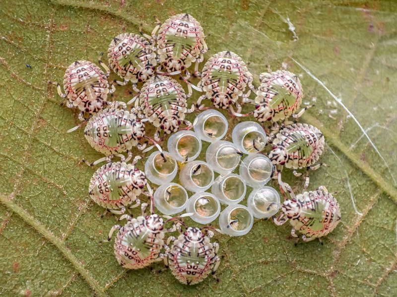 macro wildlife closeup insects spiders The newbornsphoto preview