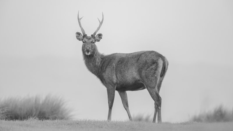 The majesty of the mountainsphoto preview