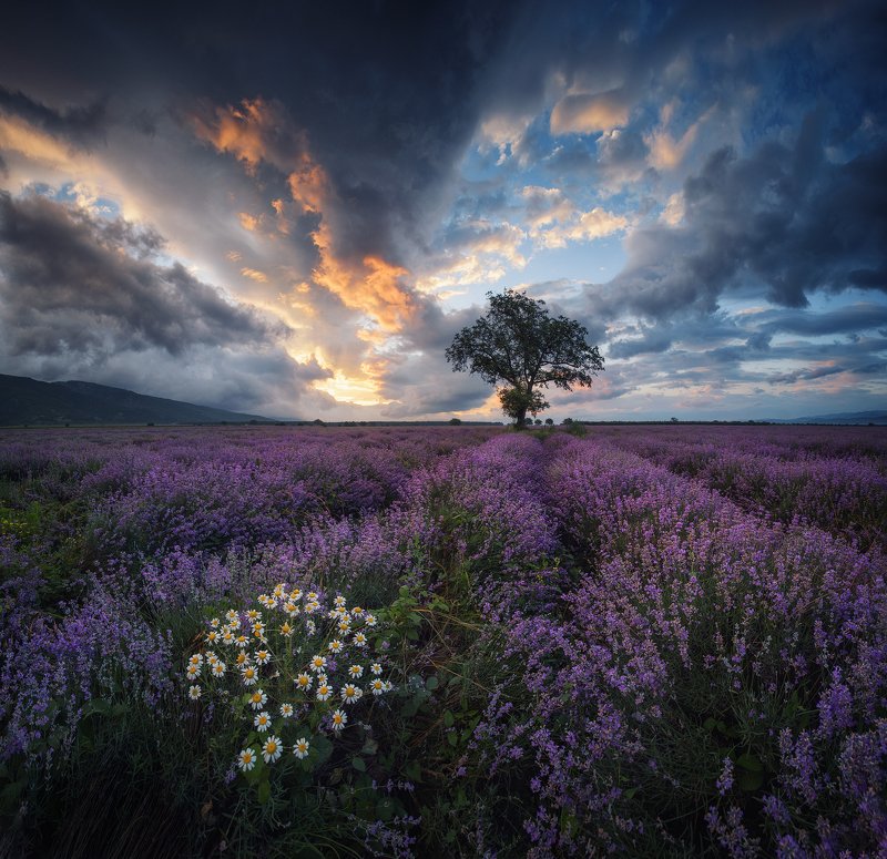 болгария лаванда Лаванда в Болгарииphoto preview