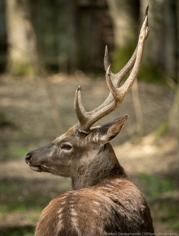 cervus nippon; japanese; nippon; animal; animals; antler; beautiful; beauty; big; brown; cervus; cute; dama; dappled; deer; deers; doe; fauna; female; field; flock; forest; fur; tree; grazing; green; herd; horns; jungle; male; mammal; meadow; natural; nat Sika deer Cervus nippon or japanese spotted deer malephoto preview