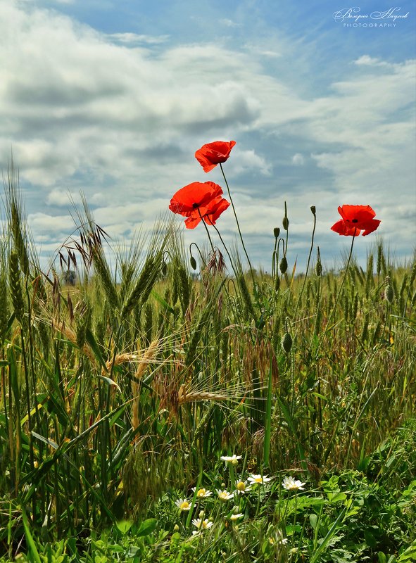 лето, маки, ромашки, пшеничное поле ...и ромашки!photo preview