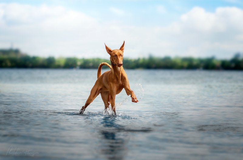 собака, анималистика, река, природа, движение Фараонова собакаphoto preview