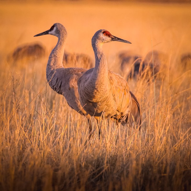 Sandhill cranes фото превью