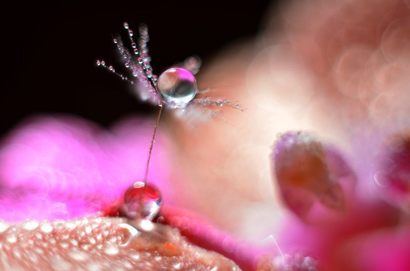 макро, капля, пушинка, цвет, макро мир, макросъемка, красное, вода, ***photo preview