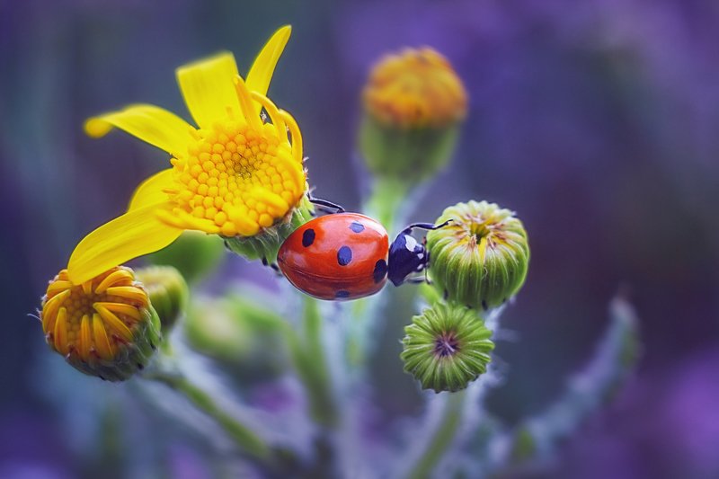 helios-44m-6, manual lens, мануальная оптика, beautiful, красивый, moment, момент, nature, природа, wildlife, summer, лето, летняя, insect, насекомое, redbug, букашка, ladybug, божья коровка, Пятнистый мостик :)photo preview