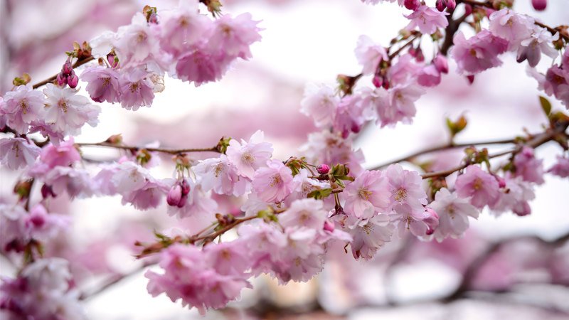 Сакура в цветуphoto preview