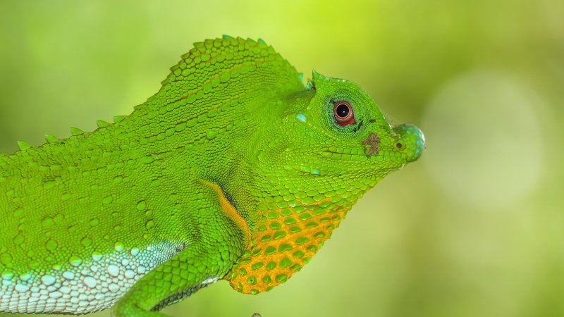 The dragonphoto preview