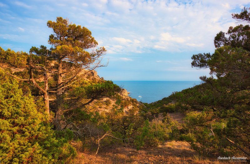 крым, новый свет, закат, деревья, солнце, небо Новый светphoto preview