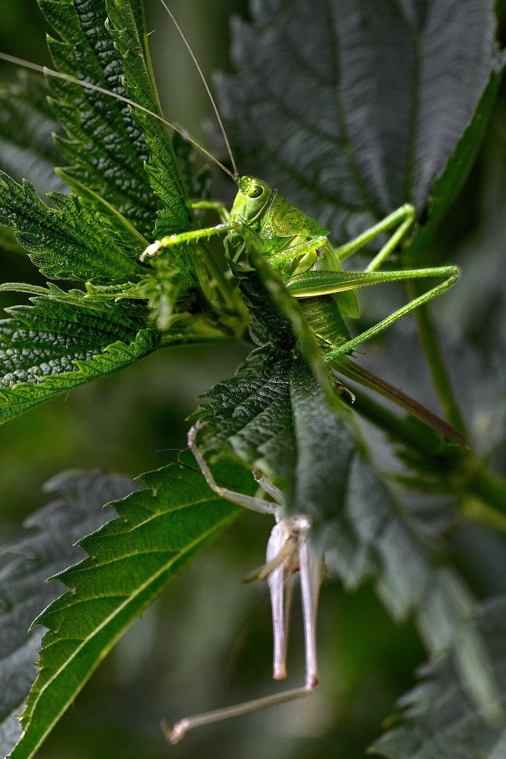 южный урал,оренбургская область, орск, новотроицк,, Качурин Алексей