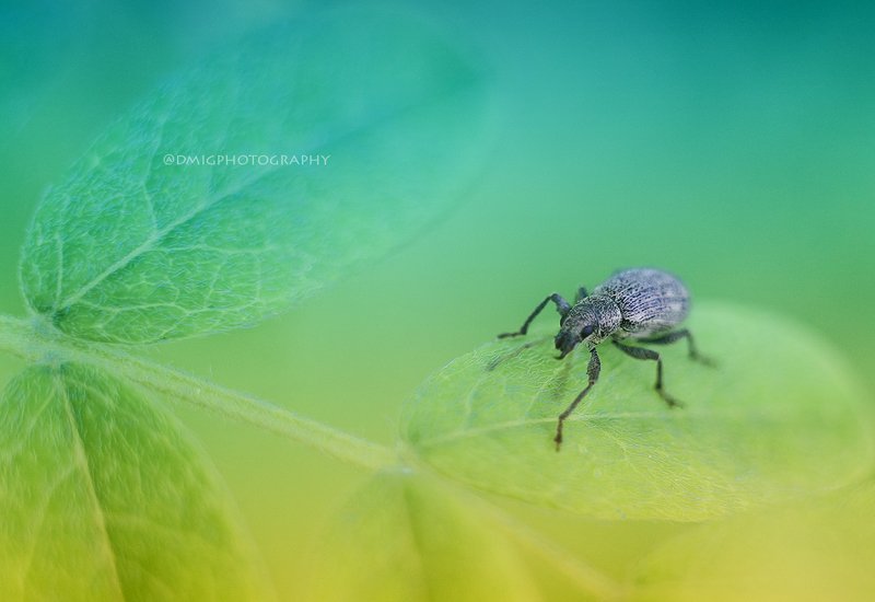макро, весна ***photo preview