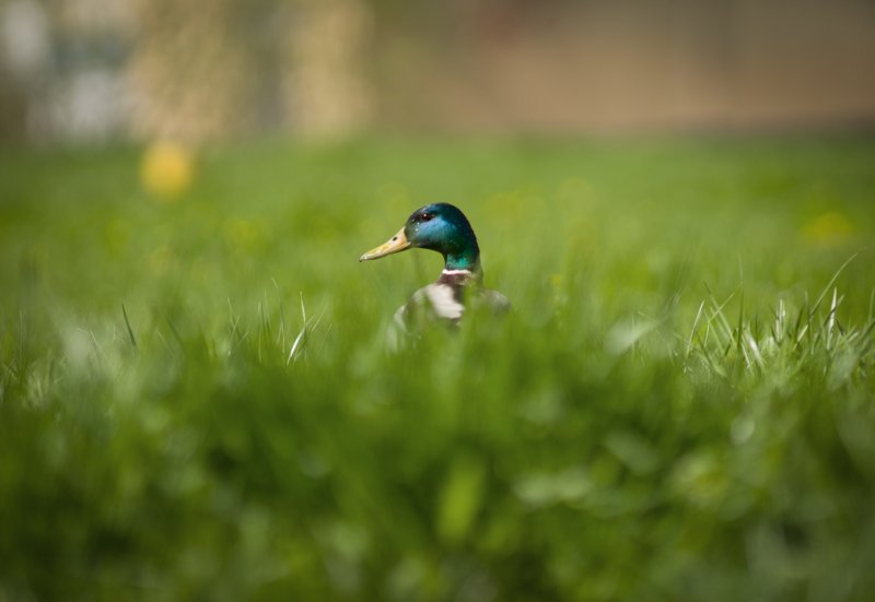 Утиные истории :)photo preview