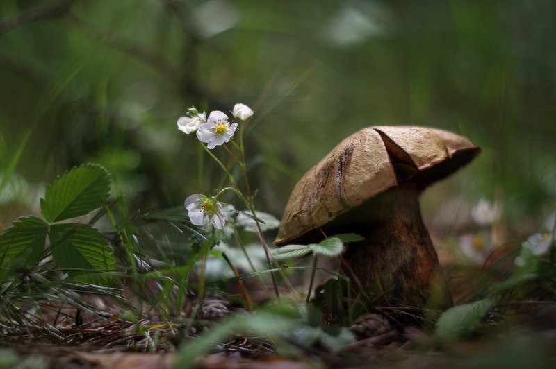 грибы, лето, солнце, гелиос40 Грибноеphoto preview