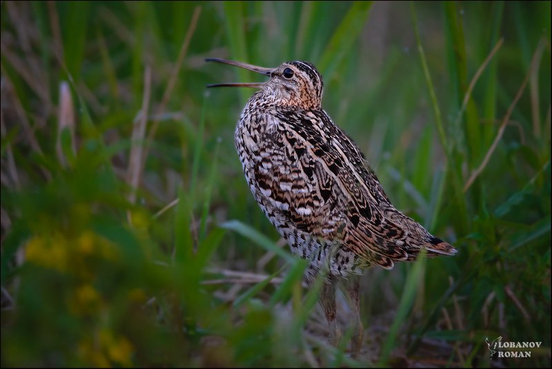 дупель, птицы, лобанов, сергиев, посад photo preview