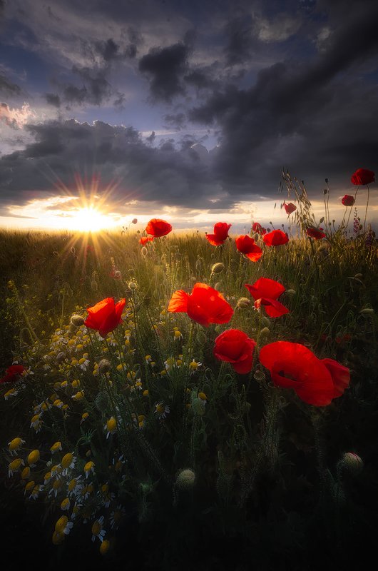 Sunset in field photo preview