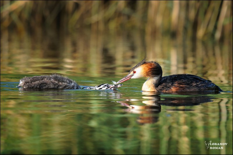 чомга, птицы, лобанов, сергиев, посад, пересвет Заботаphoto preview
