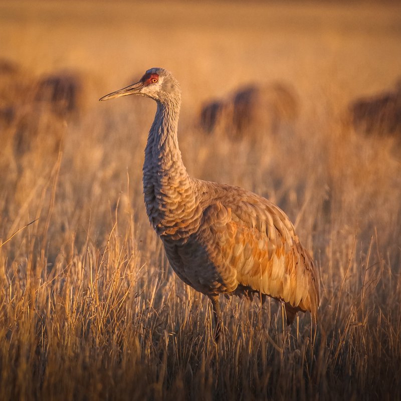 Sandhill crane фото превью