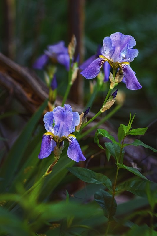 юпитер-37а, manual lens, мануальная оптика, beautiful, красивый, moment, момент, nature, природа, summer, лето, летняя, flowers, цветы, garden, сад, iris, ирис, violet, фиолетовый, white, белый, Ребята с нашего двора :)photo preview