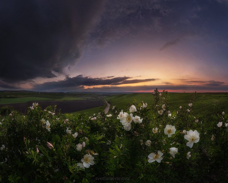 Вдыхая аромат весны...photo preview