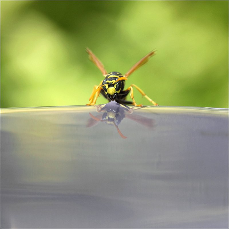 Выпить мореphoto preview