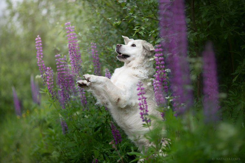 В люпинахphoto preview