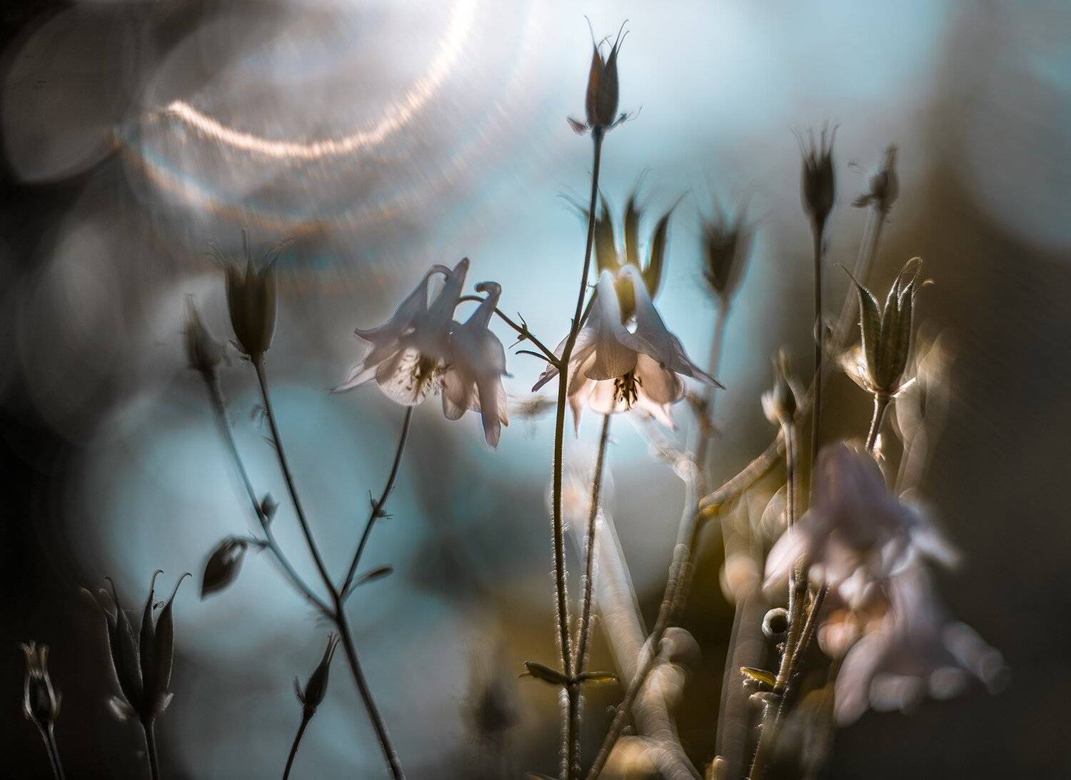 Вечерний хоровод. Автор: Неля Рачкова природа, макро, весна, цветы, аквилегия, Неля Рачкова