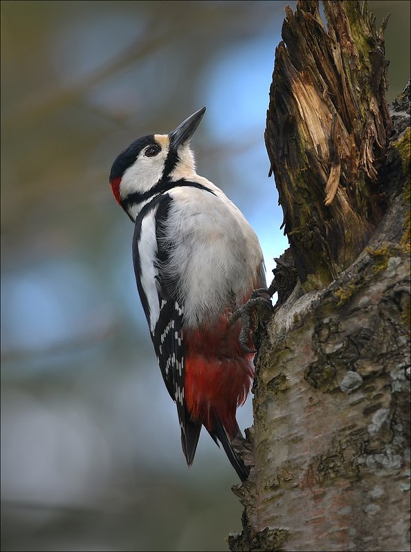 дятел БПДphoto preview