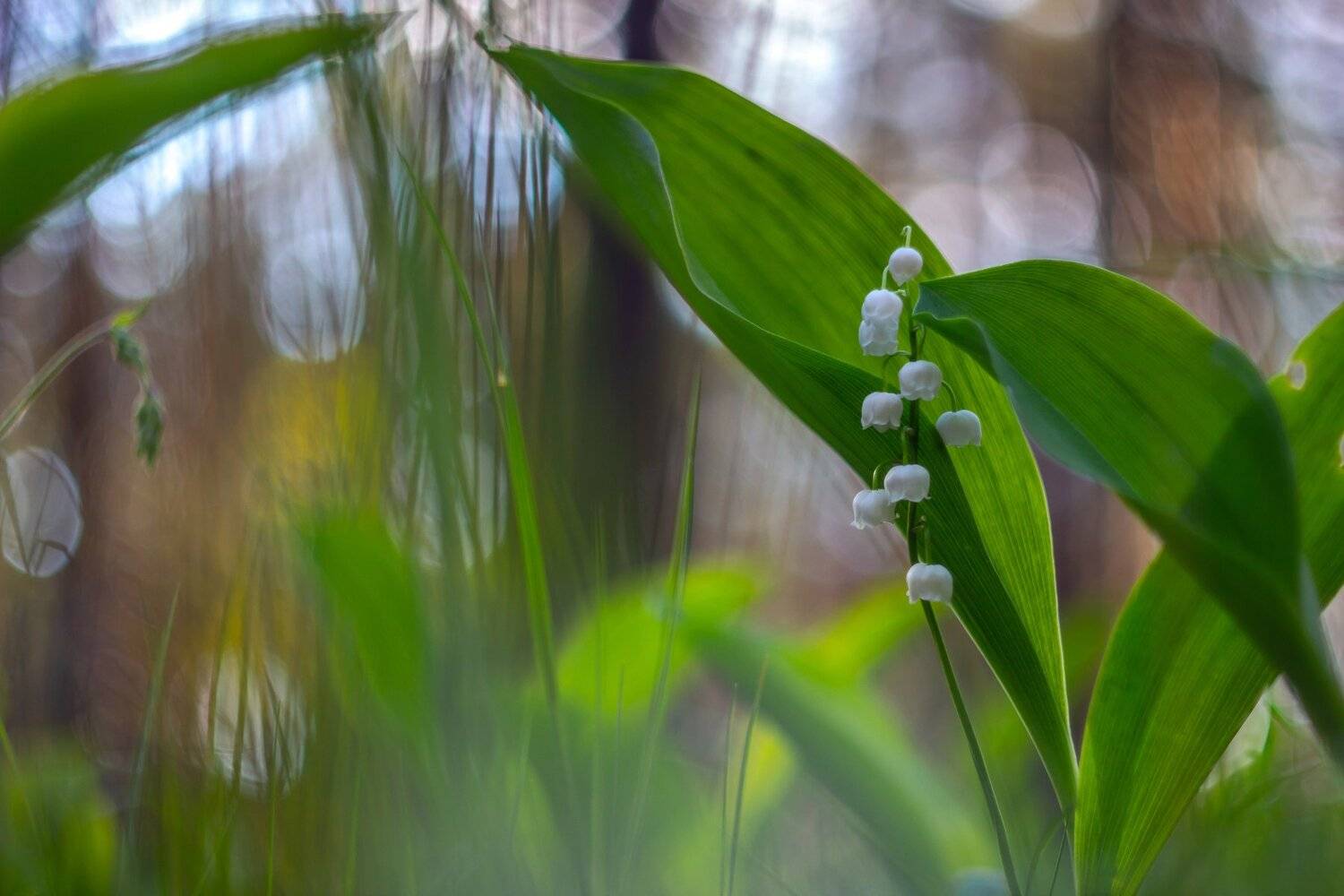 Автор: Руслан Востриков цветы, весна, ландыши, лес, Руслан Востриков