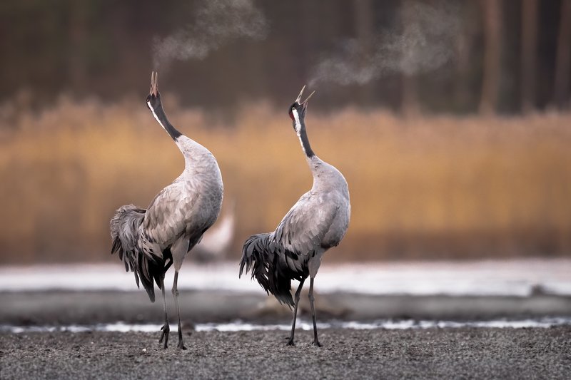 rano, żurwa, ptak, staw, woda,  Żuraw photo preview