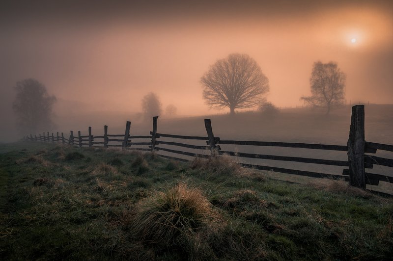 landscape, tree, trees, light, fog, mist, sun, sunrise, nature, meadows, fence, spring,  In the veil of lightphoto preview