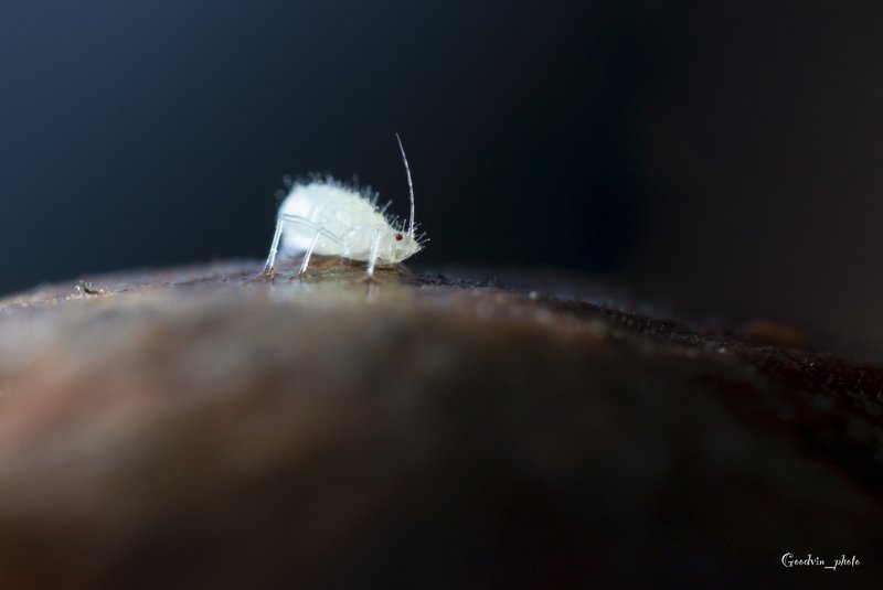 Инопланетянинphoto preview