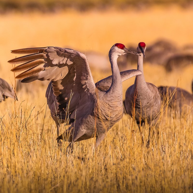 Sandhill cranes фото превью