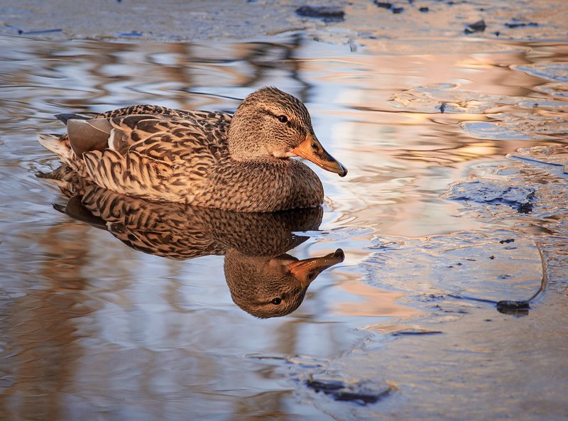 У самой кромки.photo preview