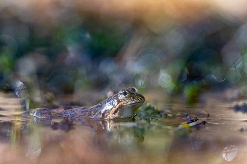 macro, bokeh, vintage lens, nature, frog, fauna Princephoto preview